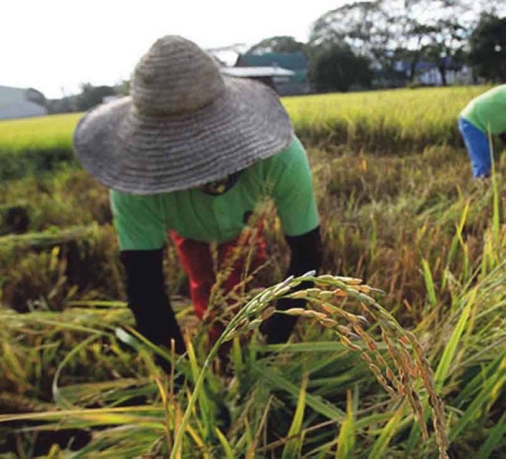 Price Of Palay In Central Luzon Plummets The Manila Times