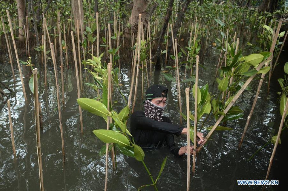 Indonesia Dorong Perlindungan Mangrove Manila Times