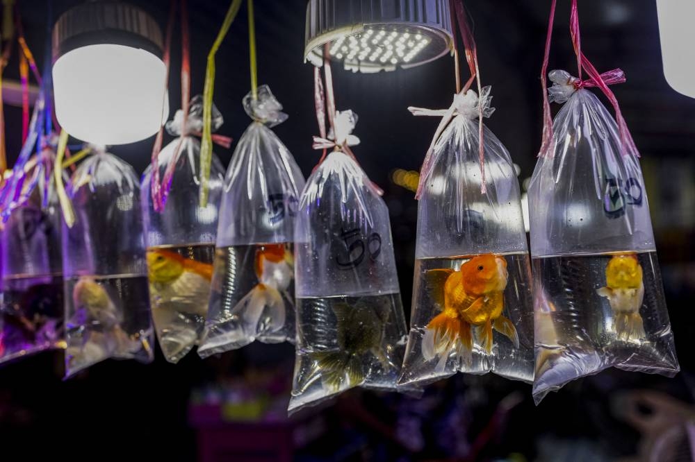 Goldfish can drive fish tank on wheels, Israel study finds