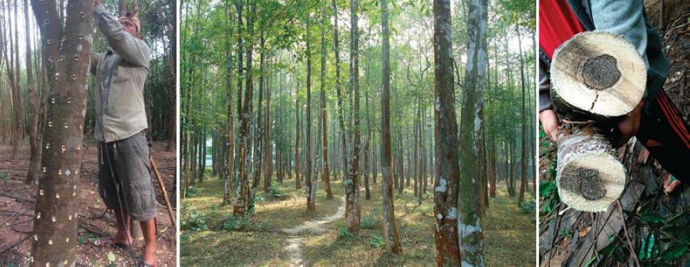 agarwood tree