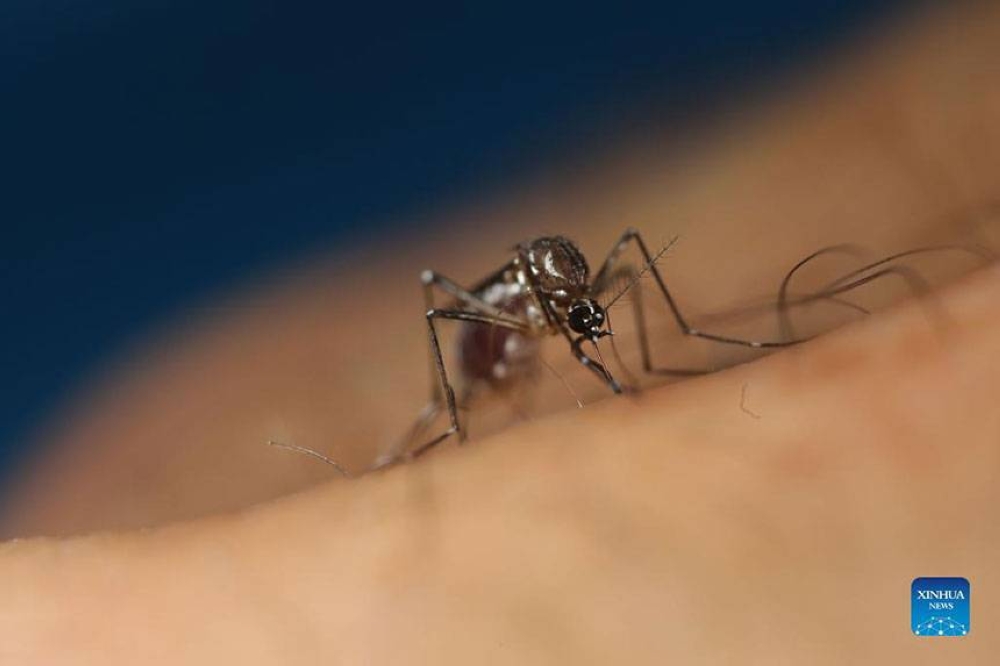 Fatal mosquito-borne virus threatens Australia - The Manila Times