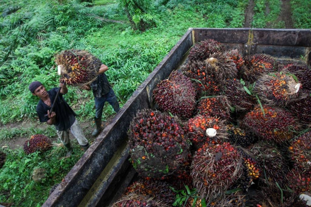 Indonesia To Lift Ban On Palm Oil Exports | The Manila Times