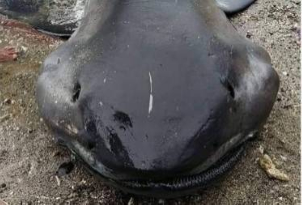 Rare megamouth shark washes up onshore in the Philippines