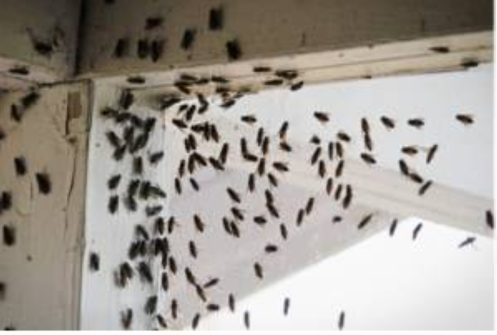 tiny flies in bathroom        
        <figure class=