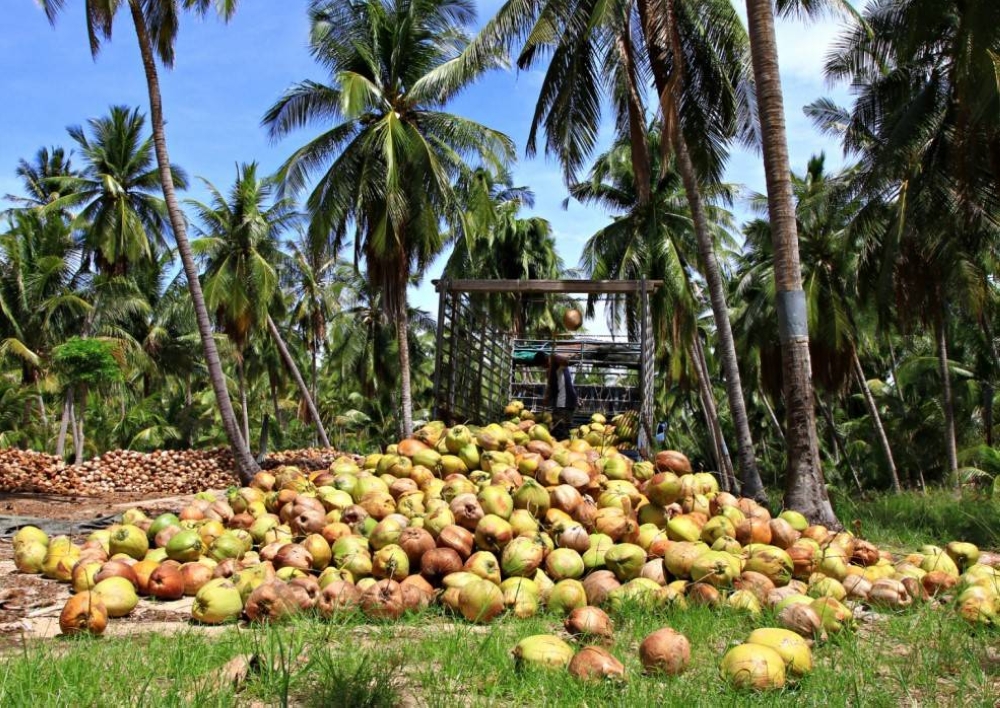 Coco farmers to get new facilities | The Manila Times