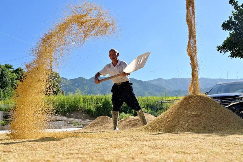 Chinese Farmers Struggle With Drought | The Manila Times