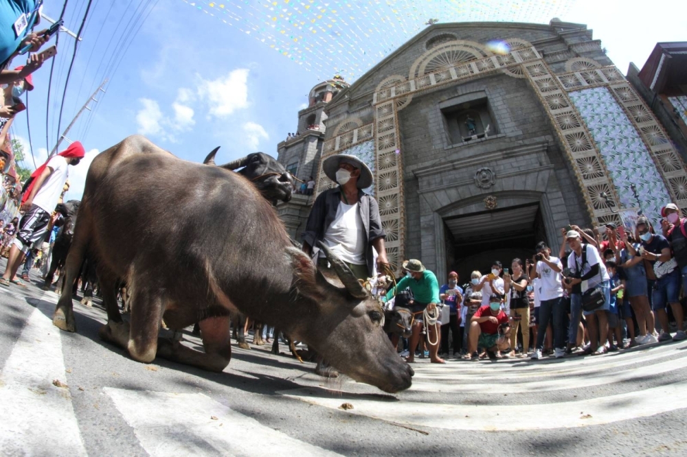 Carabao meat pushed as ‘better beef’ alternative | The Manila Times