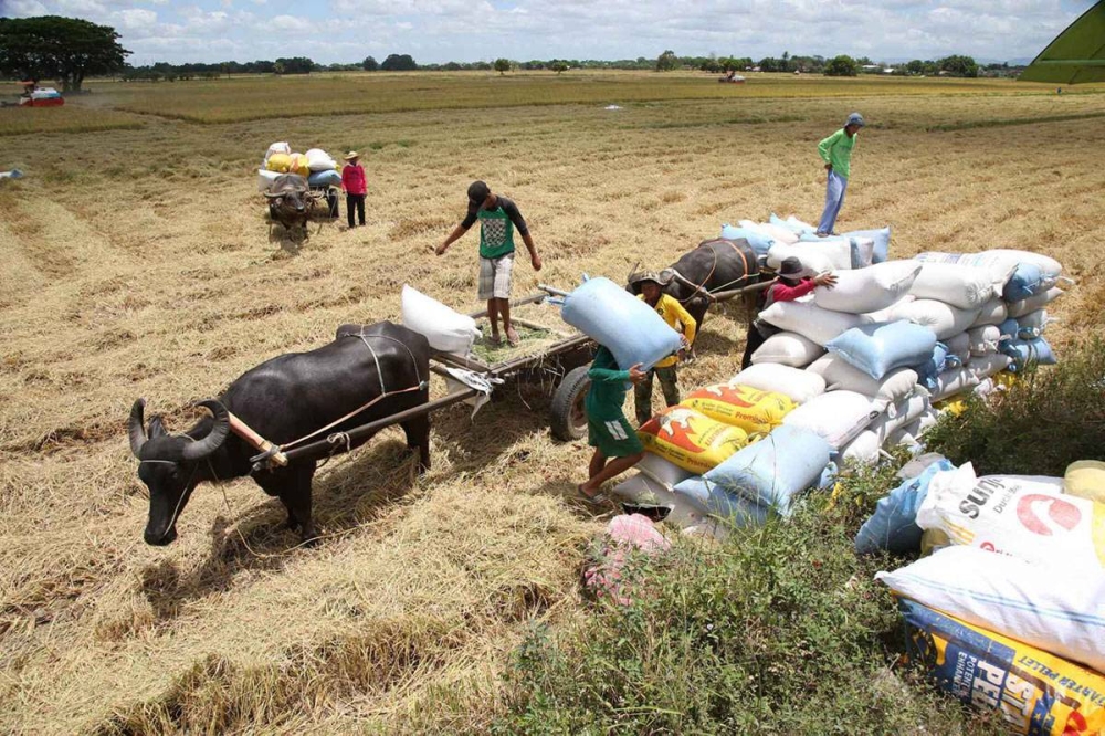 Farmers' group warns of rice shortage in 2023 The Manila Times