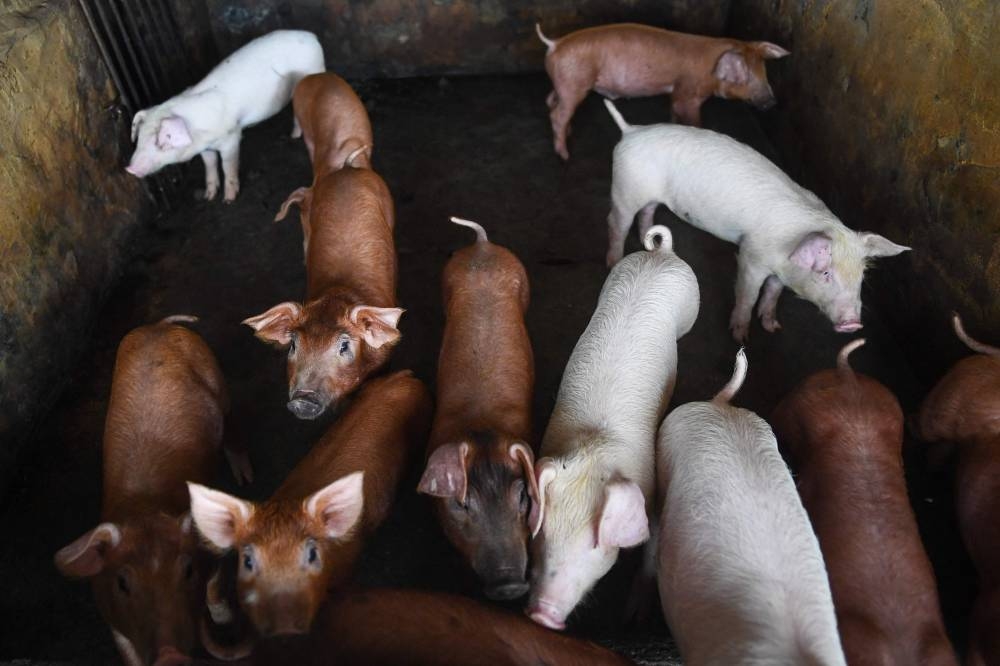 3 Isabela towns receive 116 pigs for livelihood | The Manila Times