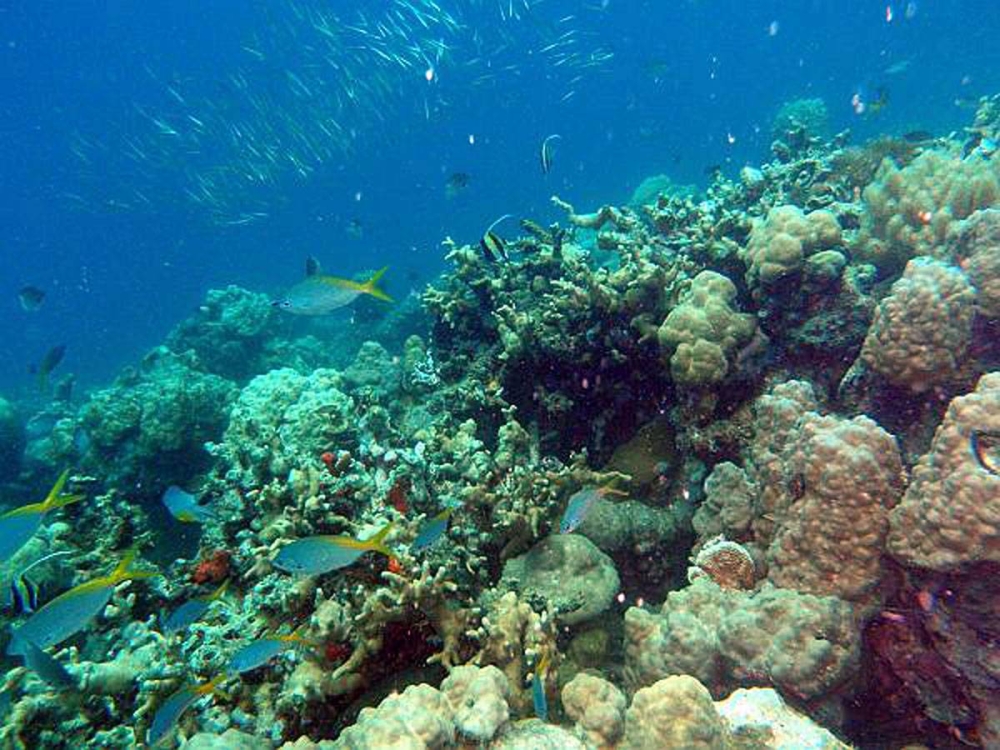 Only 2% Of PH Coral Reefs Remain Healthy – Watchdog | The Manila Times