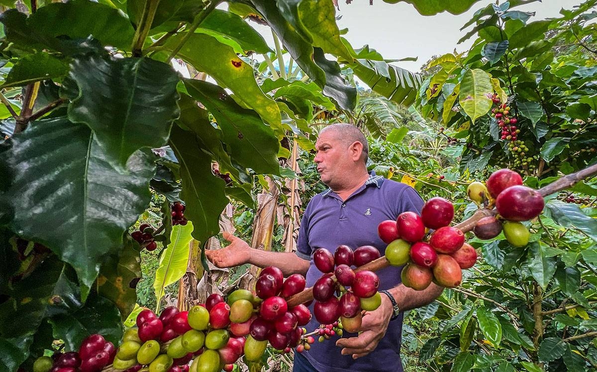 Der kubanische Kaffeebauer Jesus Chaviano auf seiner Kaffeeplantage in Jibacoa | Bildquelle: Manila Times © AFP | Bilder sind in der Regel urheberrechtlich geschützt