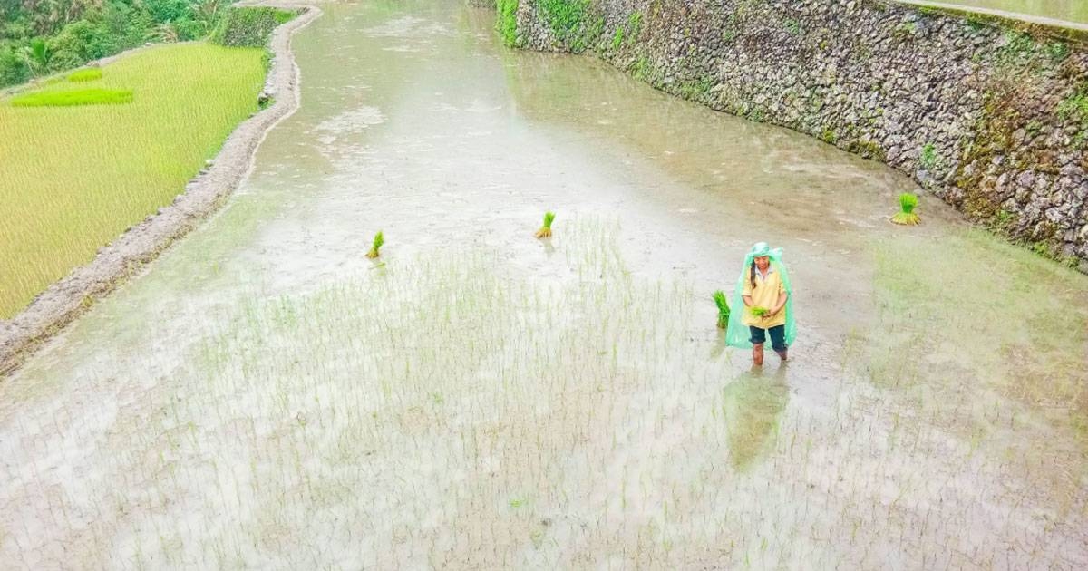 Banaue w prowincji Mountain może zaoferować ciekawe miejsca turystyczne, które warto odwiedzić.  DODANE ZDJĘCIE