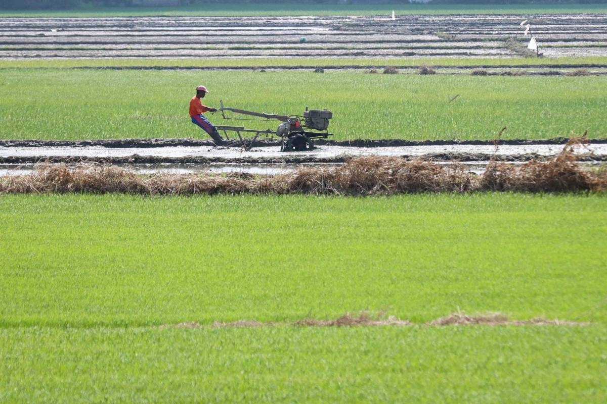 biochar-increases-rice-yield-in-nueva-ecija-the-manila-times