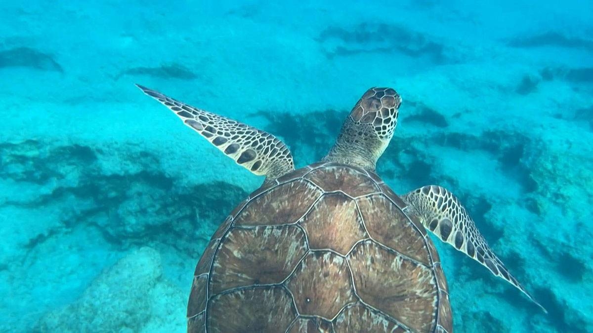 Warming oceans threaten sea turtles | The Manila Times