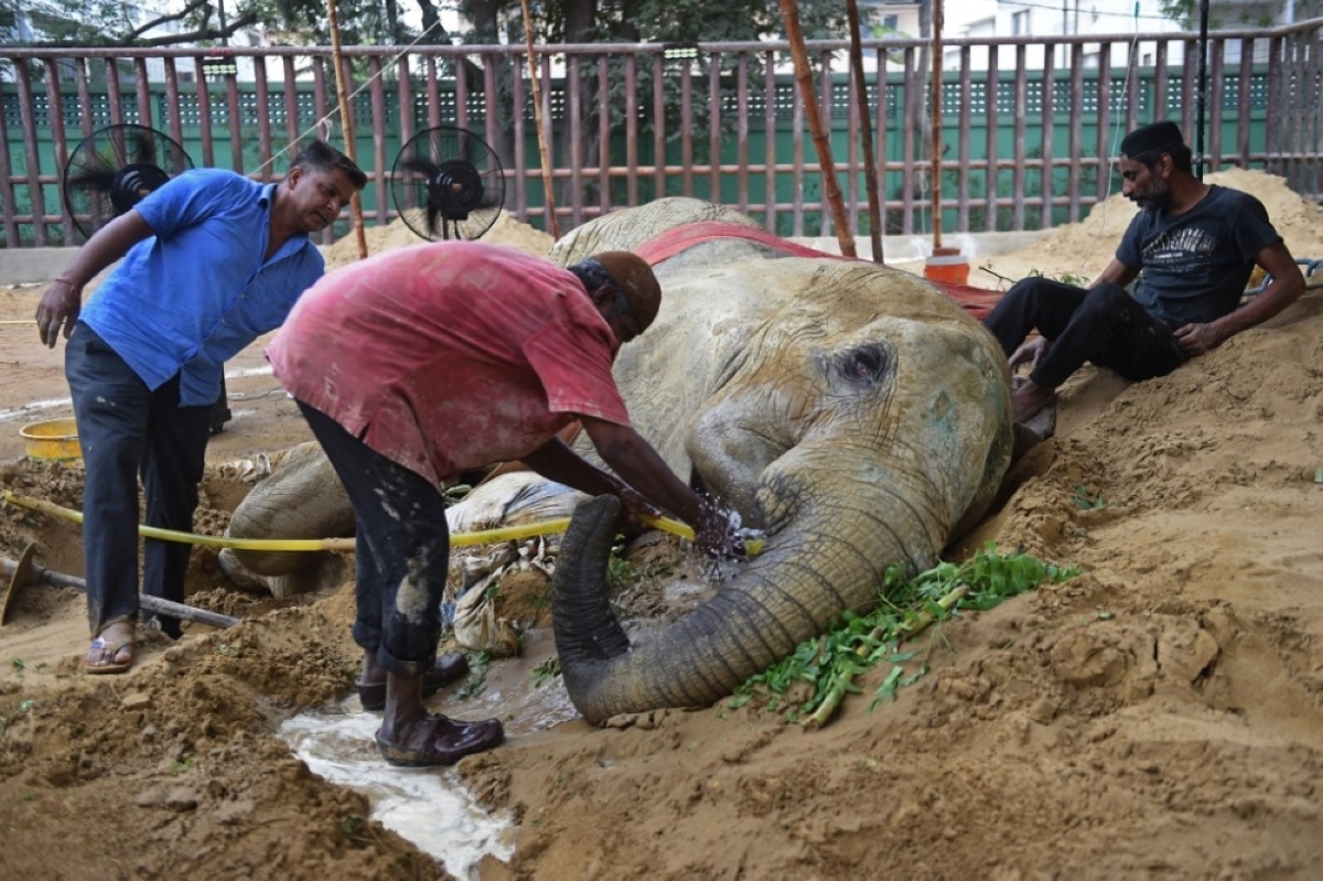 Ailing Pakistan Elephant Dies, Companion In Limbo | The Manila Times