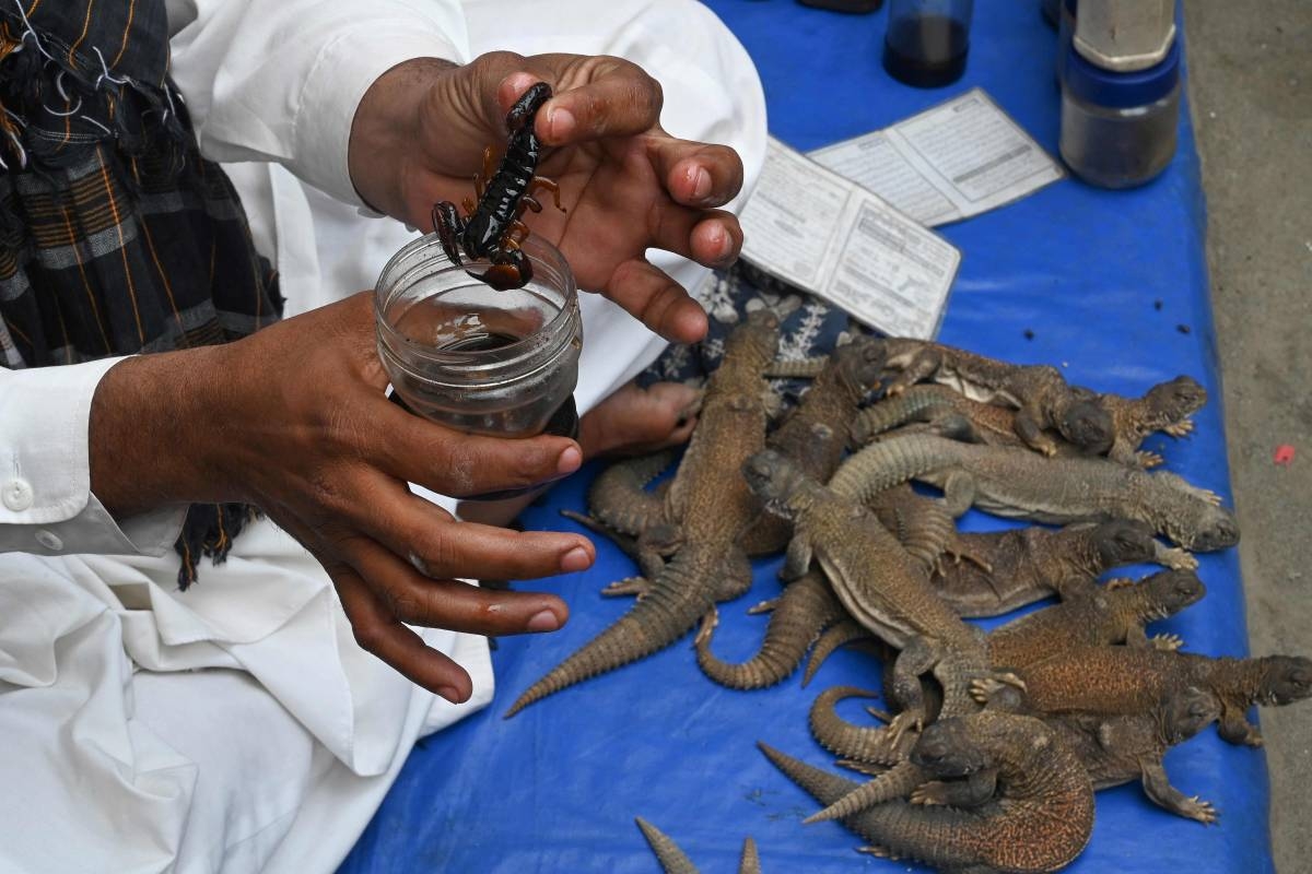 Aphrodisiac' from lizard a hit in Pakistan | The Manila Times