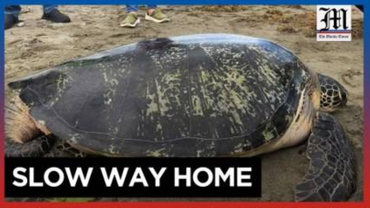 Sea turtle tagged before release back to shore in Ilocos | The Manila Times