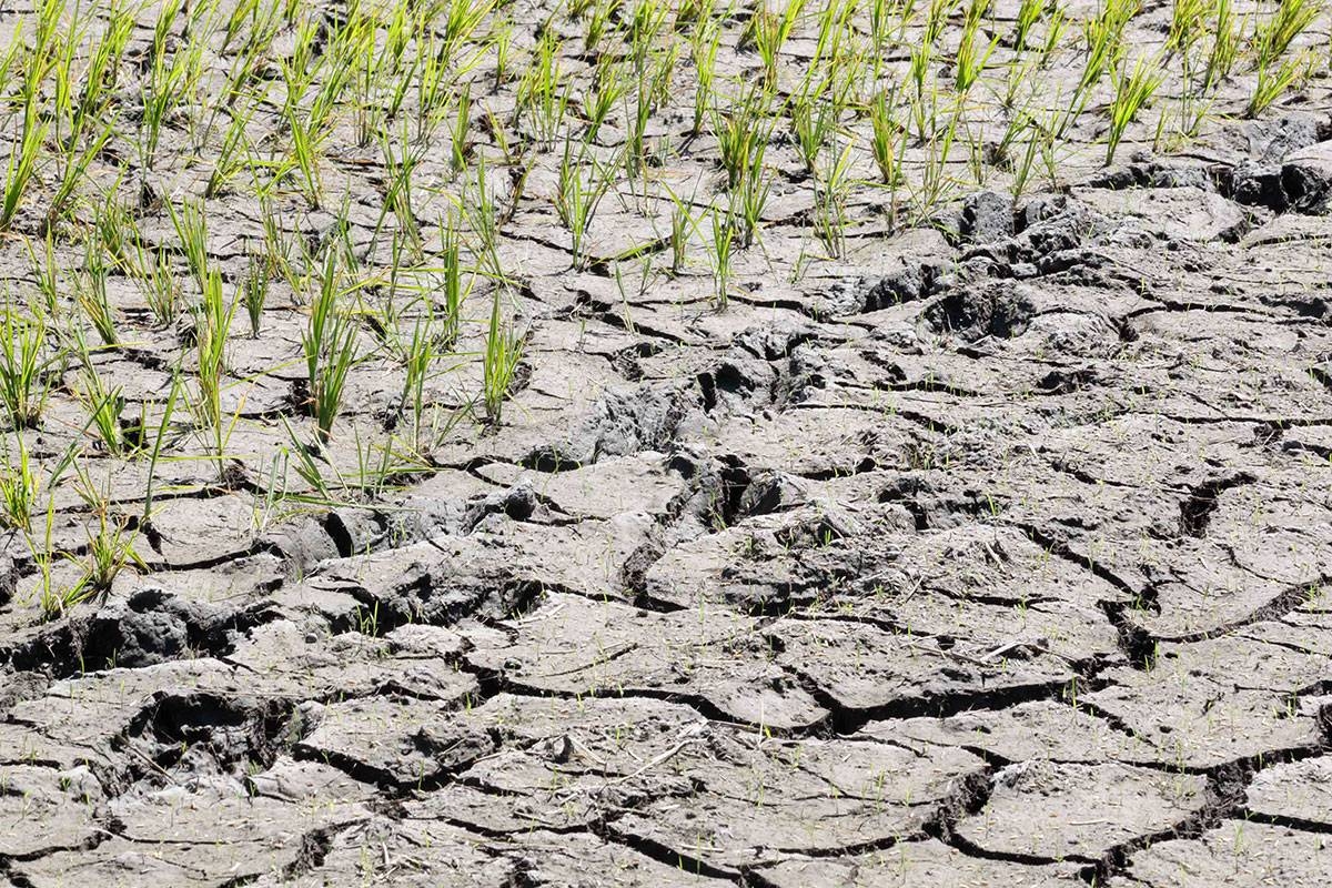 'Habagat' expected despite El Niño alert | The Manila Times