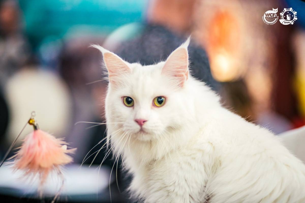 SFEPI, Bayview Park Hotel make history for first PH cat show | The ...