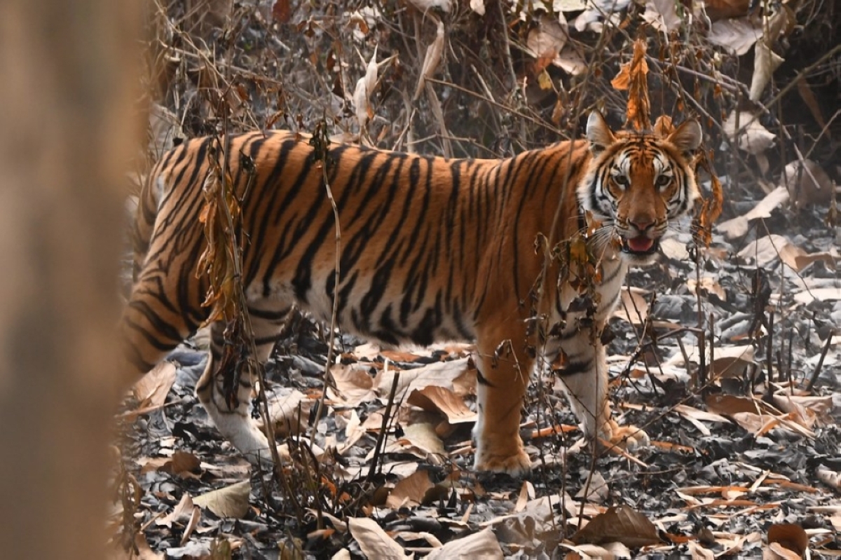 'Protecting India's tigers good for climate' | The Manila Times