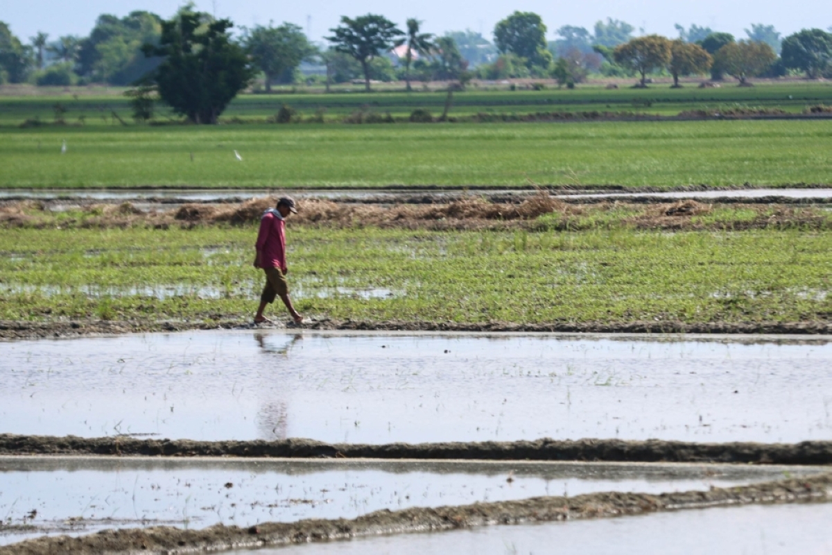 New rice processing center boosts supply The Manila Times