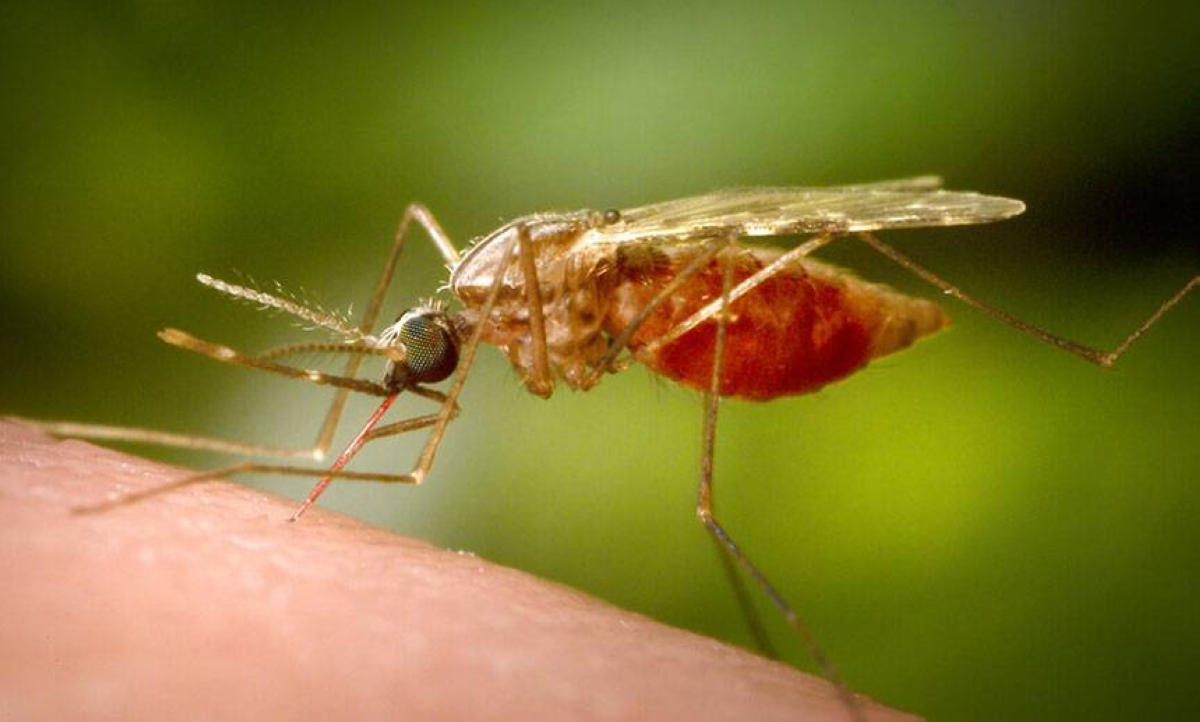 Clustering of malaria cases seen in Palawan | The Manila Times