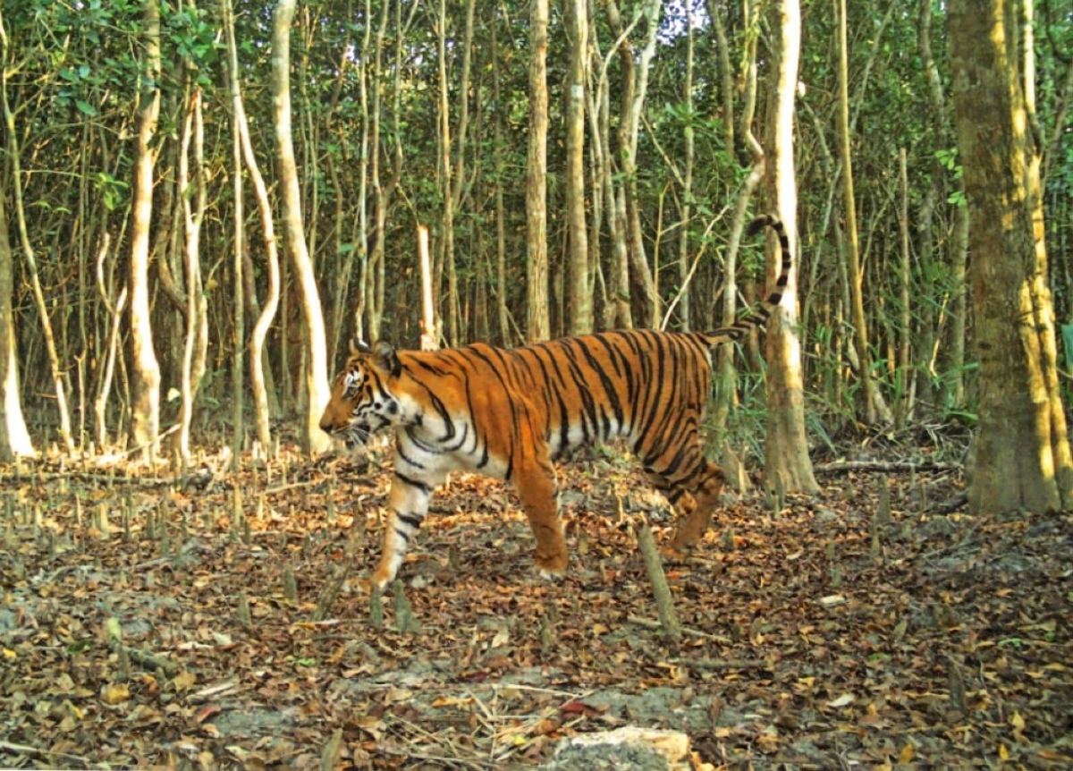 Bangladesh major hub for tiger poaching – study | The Manila Times