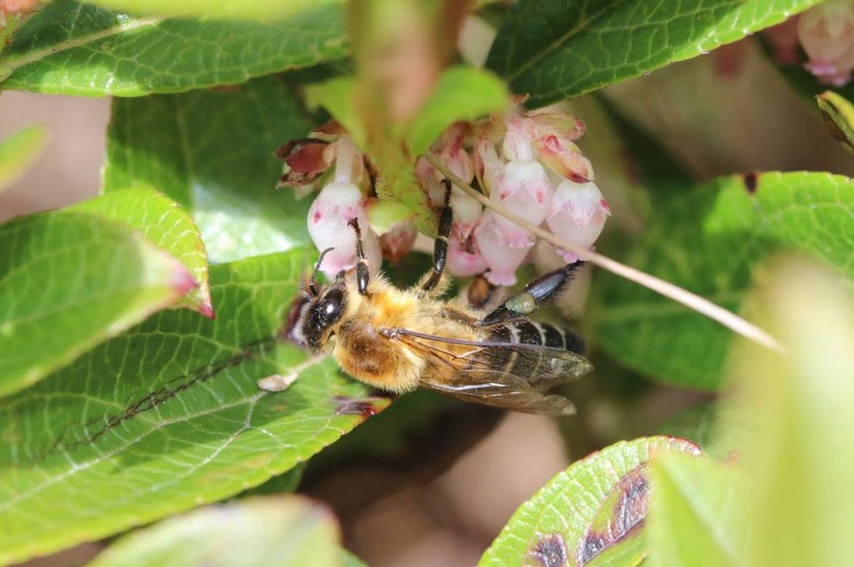 Experts Raise Alarm Over Pollinators Decline The Manila Times