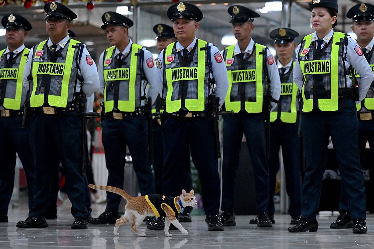 ‘COMMANDER CONAN’ This picture taken on Wednesday, Sept. 27, 2023, shows Conan the cat walking past security guards in formation outside an office building in Mandaluyong, Metro Manila. Wearing a black-and-yellow security vest, Conan strolls nonchalantly past security guards waiting to receive instructions for their shift. While the cats lack the security skills of dogs — and have a tendency to sleep on the job — their cuteness and company have endeared them to bored security guards working 12-hour shifts. AFP PHOTO