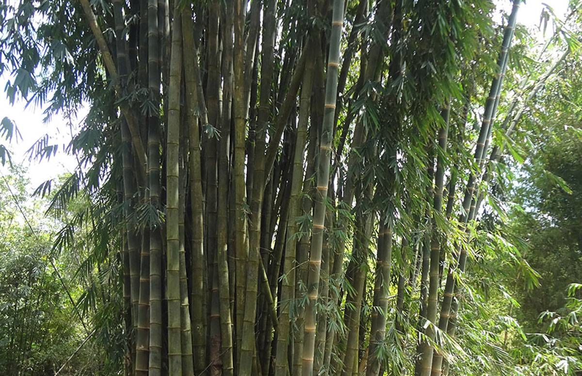 Bamboo has a key role in climate adaptation | The Manila Times