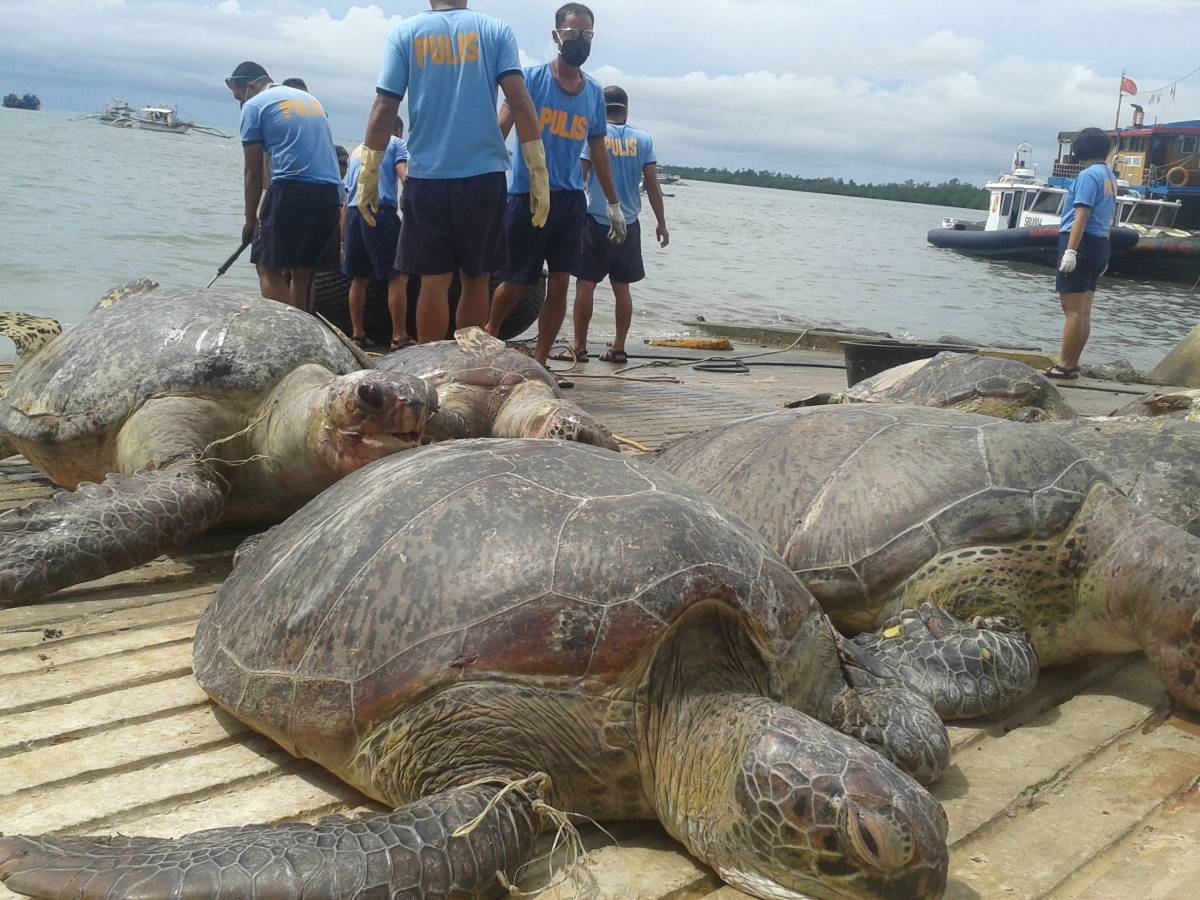 ENDANGERED Philippine maritime police in this file photo unload some of the sea turtles from a Chinese-flagged vessel seized by officials off the disputed Half Moon Shoal near Palawan. AFP PHOTO