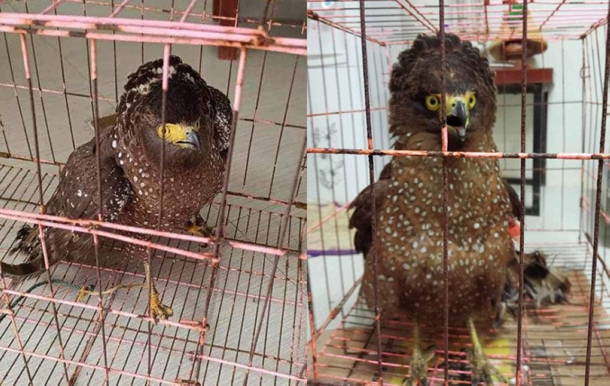 2 Serpent Eagles Rescued In Cagayan The Manila Times