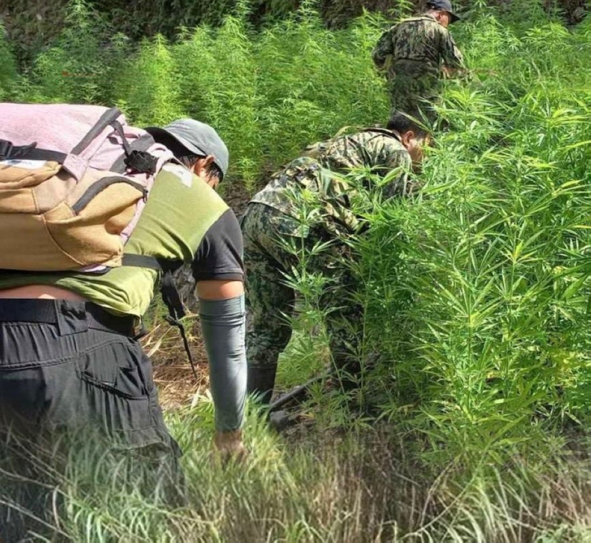 P10.8-M marijuana destroyed in Benguet | The Manila Times