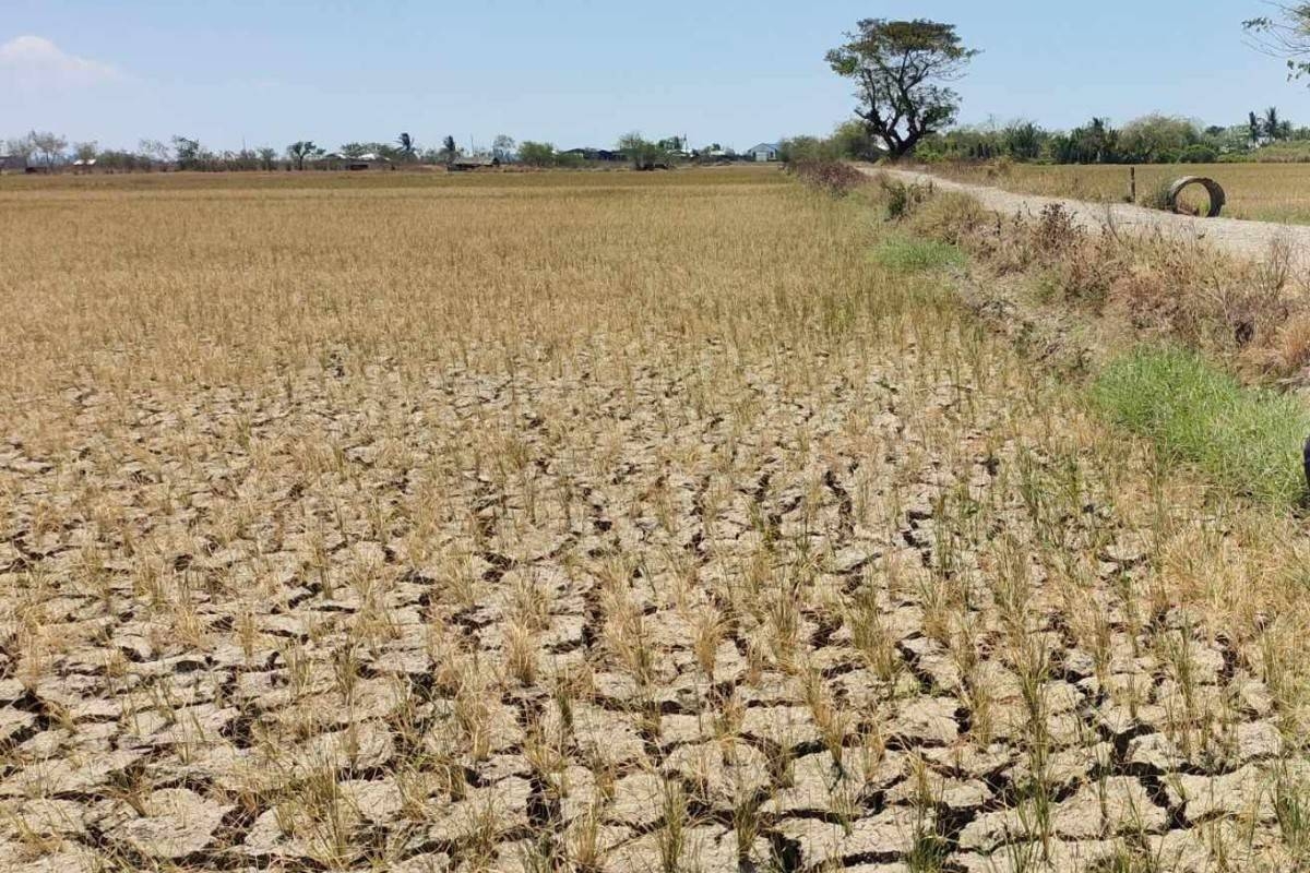 El Niño farm damage said to have hit P9.89B | The Manila Times