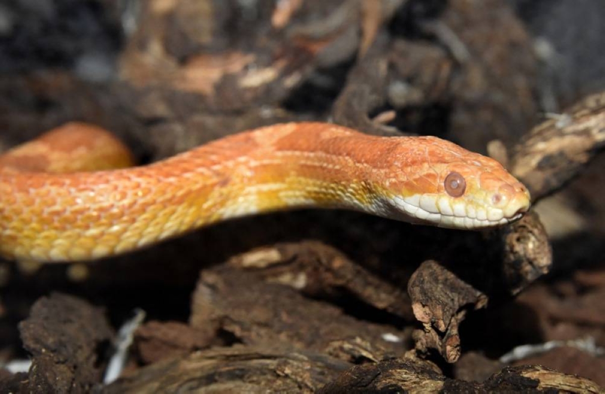 Man Caught Smuggling 100 Live Snakes In Pants 