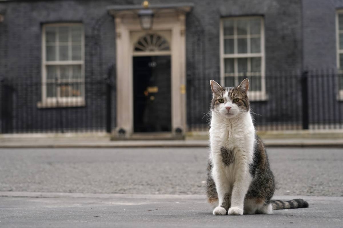 Larry the cat looks back at 14 years of Conservative rule in UK | The ...