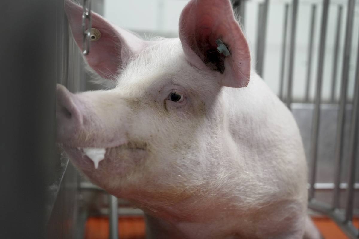 A pig stands in a pen at the Revivicor research farm near Blacksburg, Va., on May 29, 2024, where organs are retrieved for animal-to-human transplant experiments. AP PHOTO