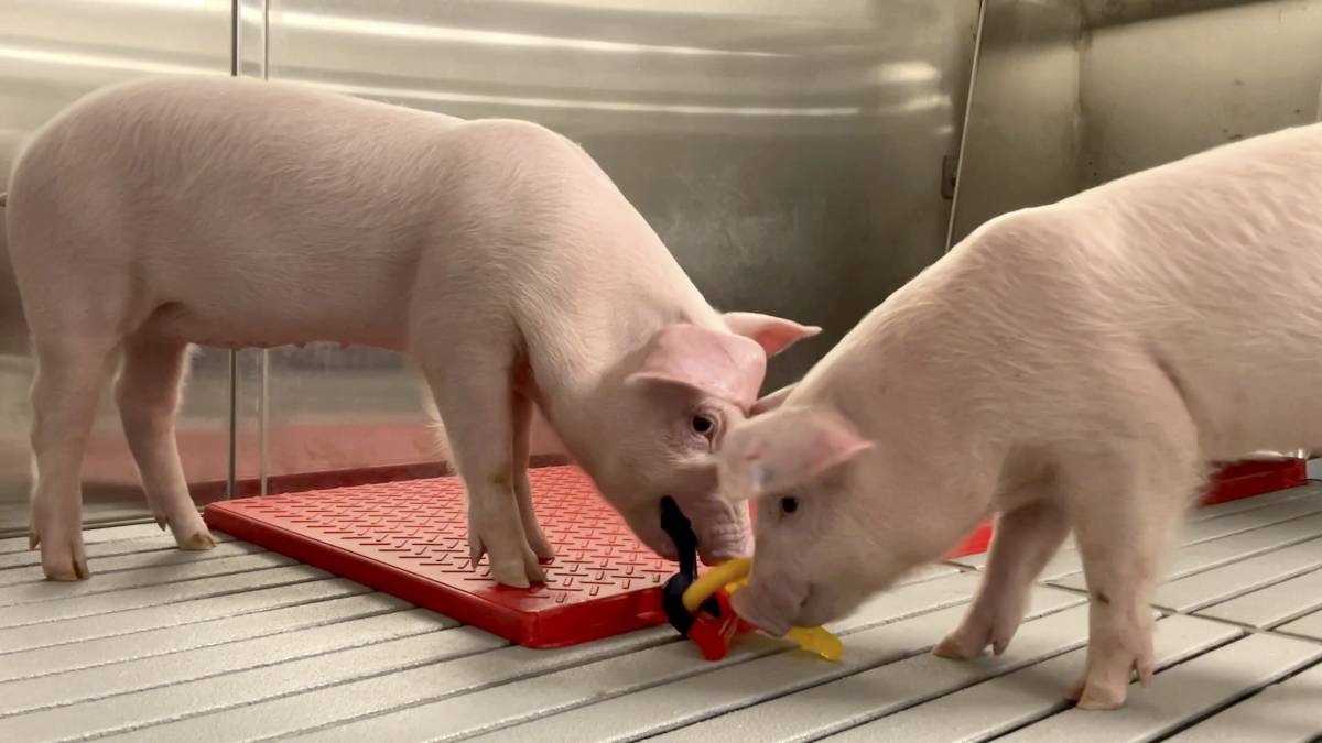 In this photo provided by the United Therapeutics Corporation, genetically modified pigs stand inside the protective barrier at the company's designated pathogen-free facility in Christiansburg, Virginia, in May 2024. PHOTO BY UNITED THERAPEUTICS CORPORATION VIA AP 