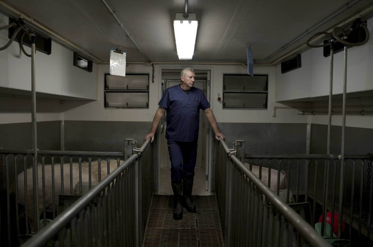 David Ayares, president and chief scientific officer of Revivicor, looks at pigs at the company's research farm near Blacksburg, Virginia, on May 29, 2024, where organs are retrieved for animal-to-human transplant experiments. AP PHOTO