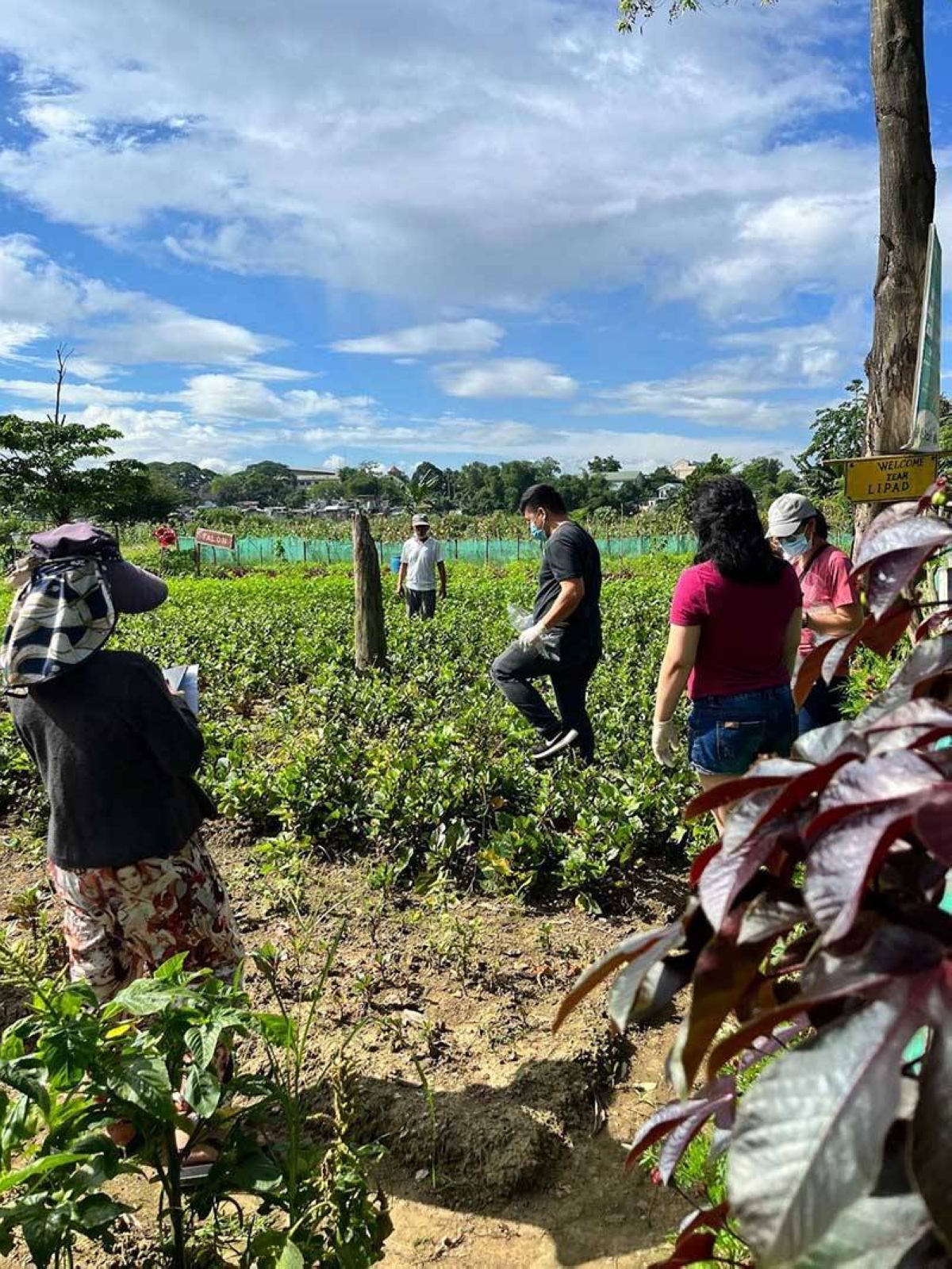 Researchers gather samples of mustasa or mustard greens at the New Greenland Farm in Bagong Silangan, Quezon City. CONTRIBUTED PHOTO