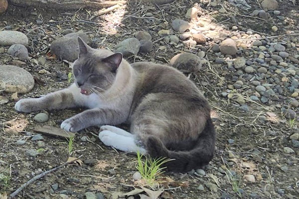 A lost cat's 2-month, 900-mile journey home