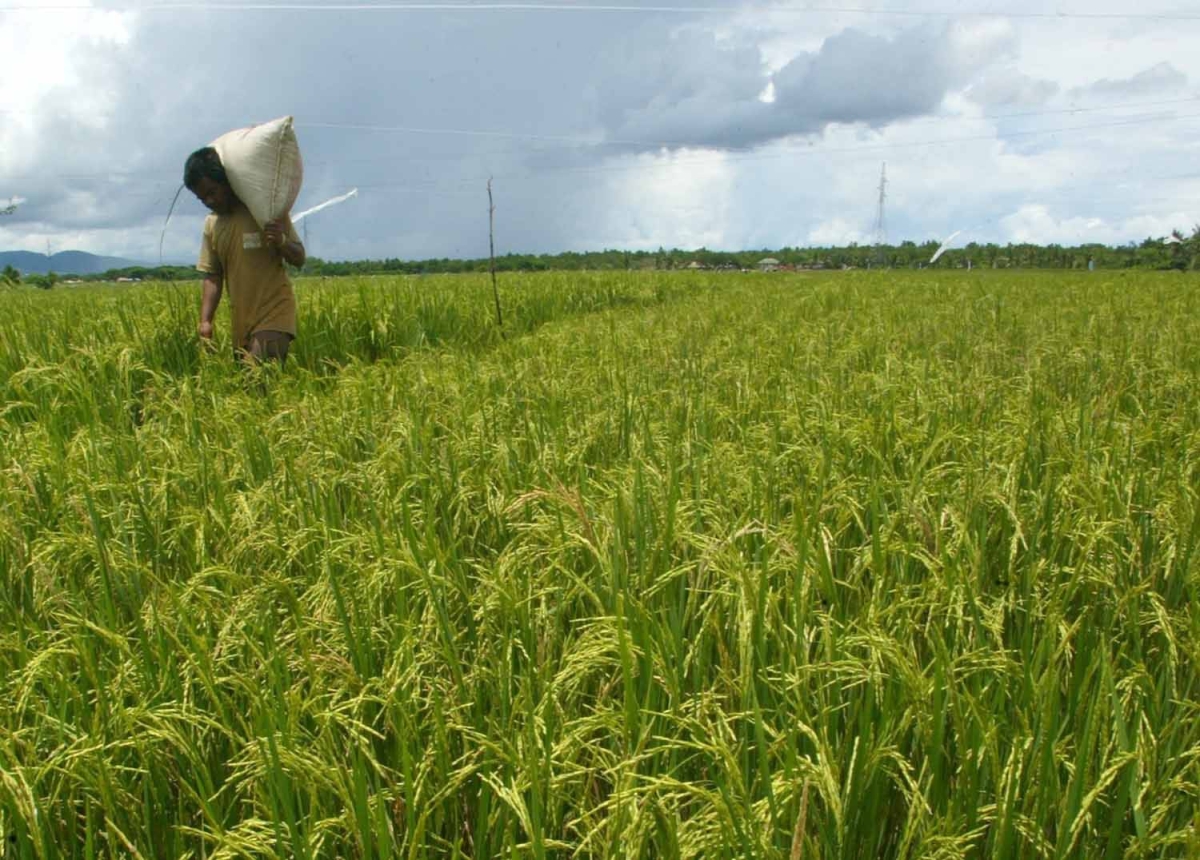 ISOC aumenta los fondos del fondo de arroz para ayudar a los agricultores