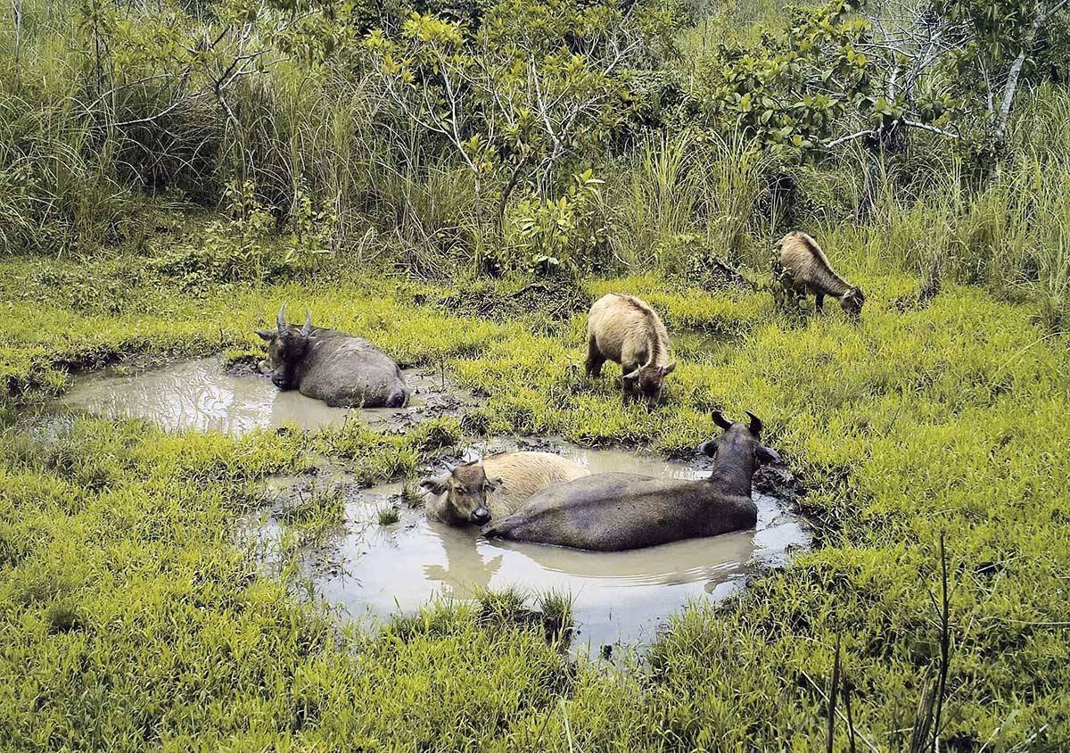 The critically endangered Bubalus mindorensis, commonly known as the Tamaraw, is found only on the island of Mindoro in the Philippines. PHOTO FROM TMPF AND BY THE WWF PHILIPPINES