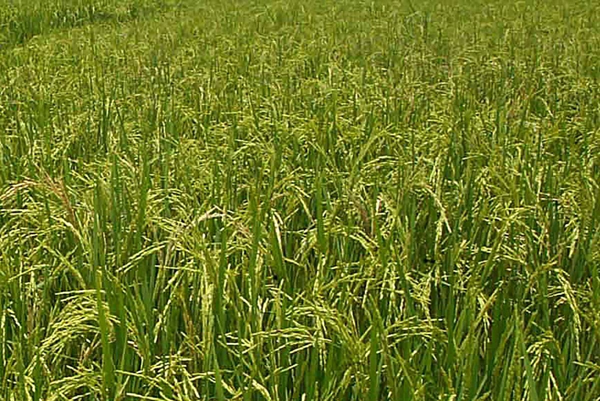 PhilRice: New rice varieties may control blood sugar