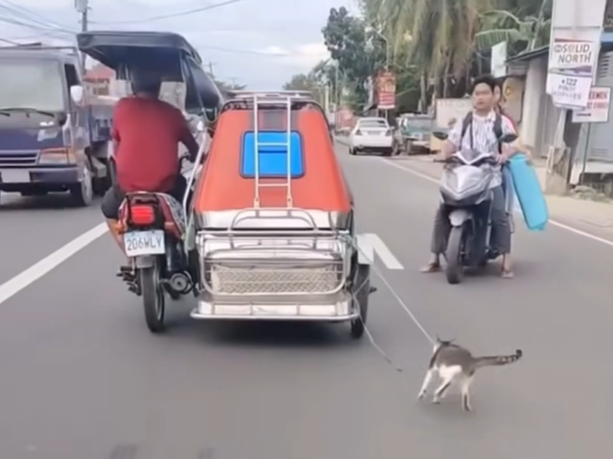 LTO summons cat-dragging tricycle driver