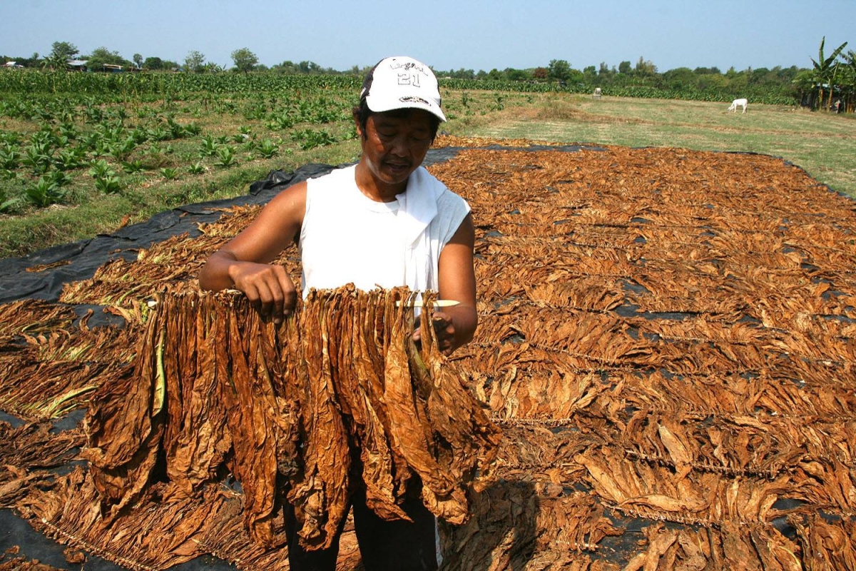 Los productores de tabaco reciben ayuda para ganarse la vida