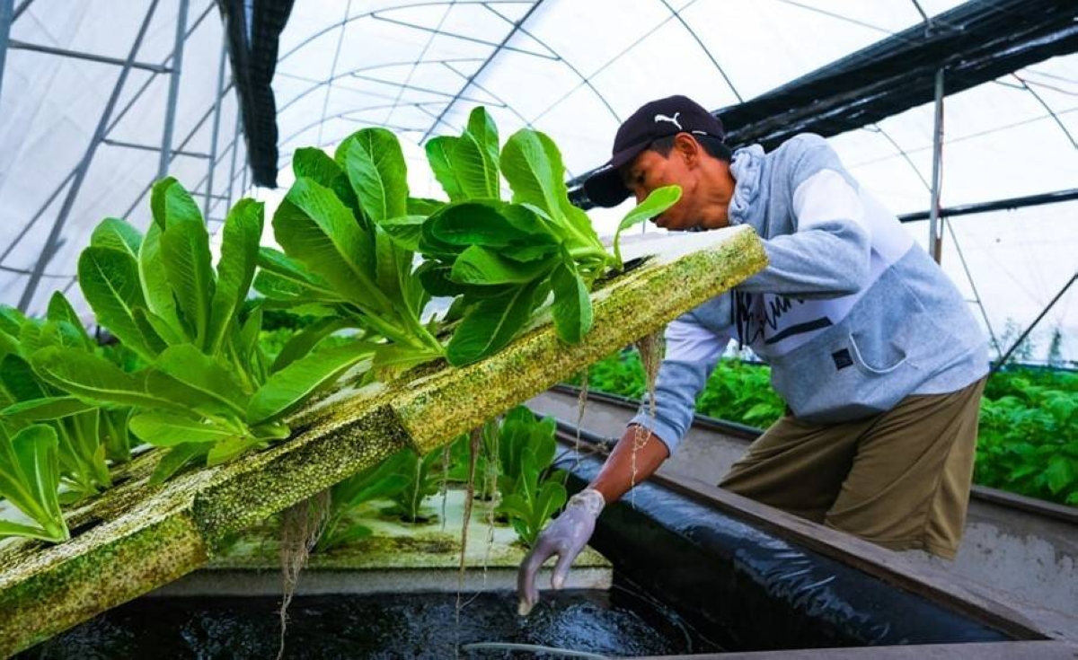 Viengvilaiphone Botthoulath, a microbiology expert, will teach farmers how to extract probiotic microorganisms from agricultural waste to provide affordable nutrients for their hydroponic farms. SEARCA PHOTO