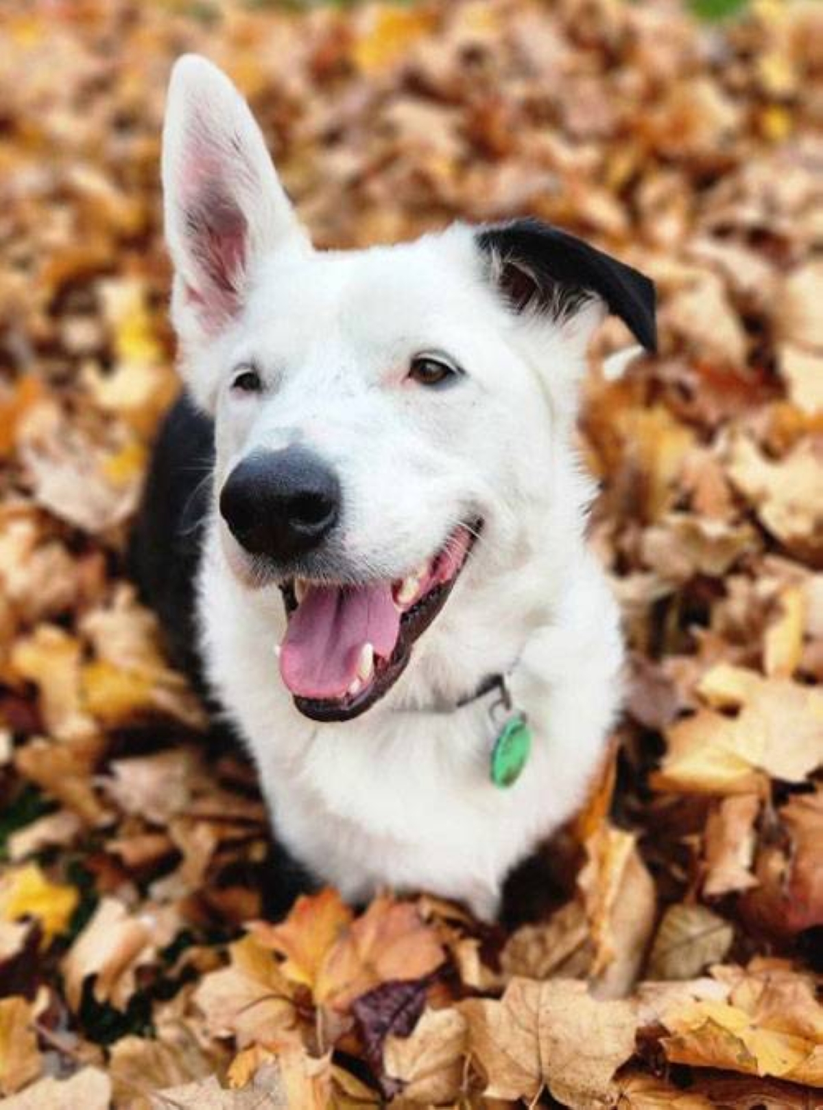 Oral care should be a vital part of pets’ overall well-being. TMT PHOTO