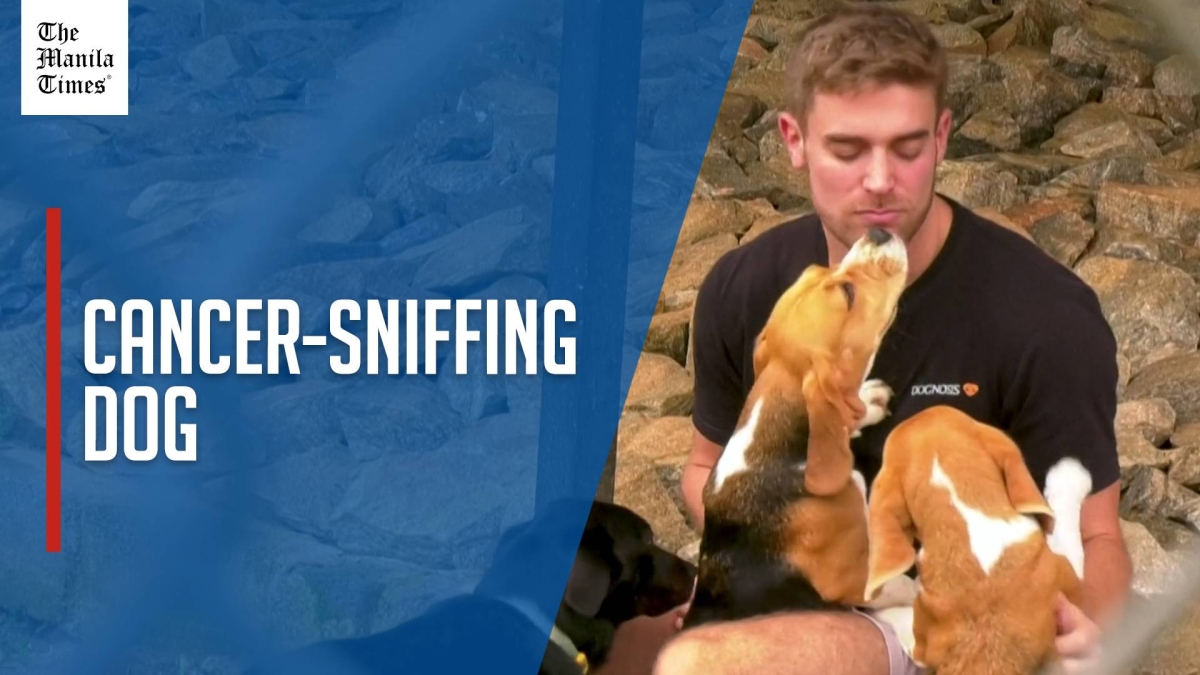 WATCH: Can dogs sniff cancer? AI joins the hunt in India