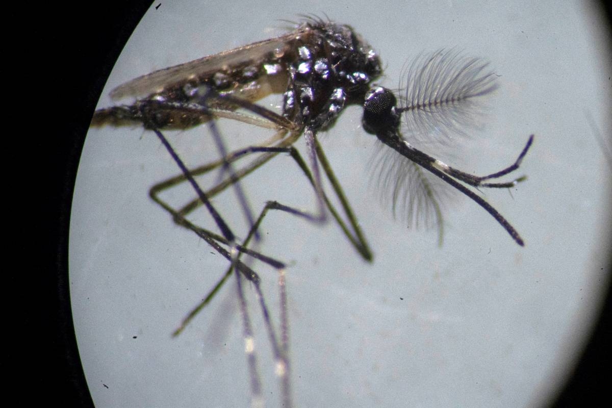 Aurora Province Dengue Cases Surge 137% to 2,172